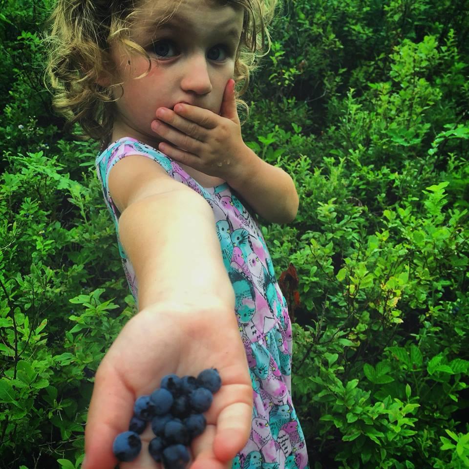 Blueberry Picking Piseco Jaime