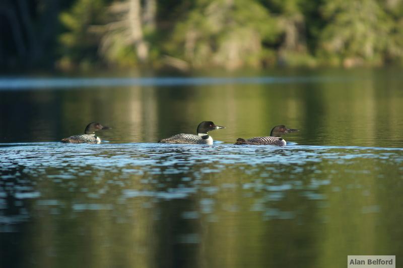 Three loons swimming on Mason Lake.