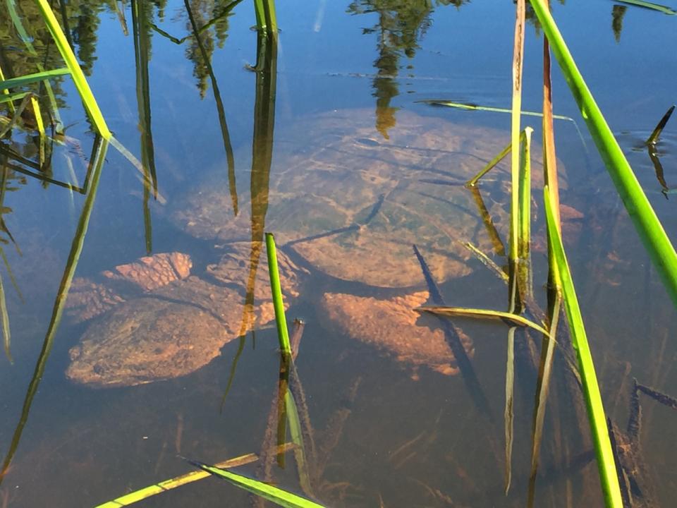 Snapping Turtle in Fishing Brook