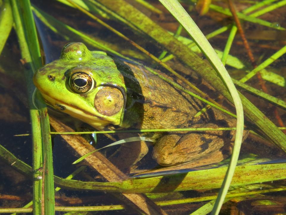 Green Frog along Fishing Brook