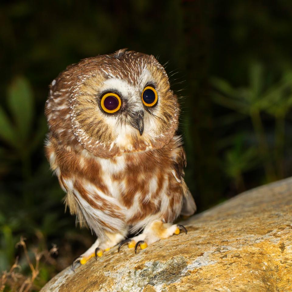 Northern Saw-whet Owl - Larry