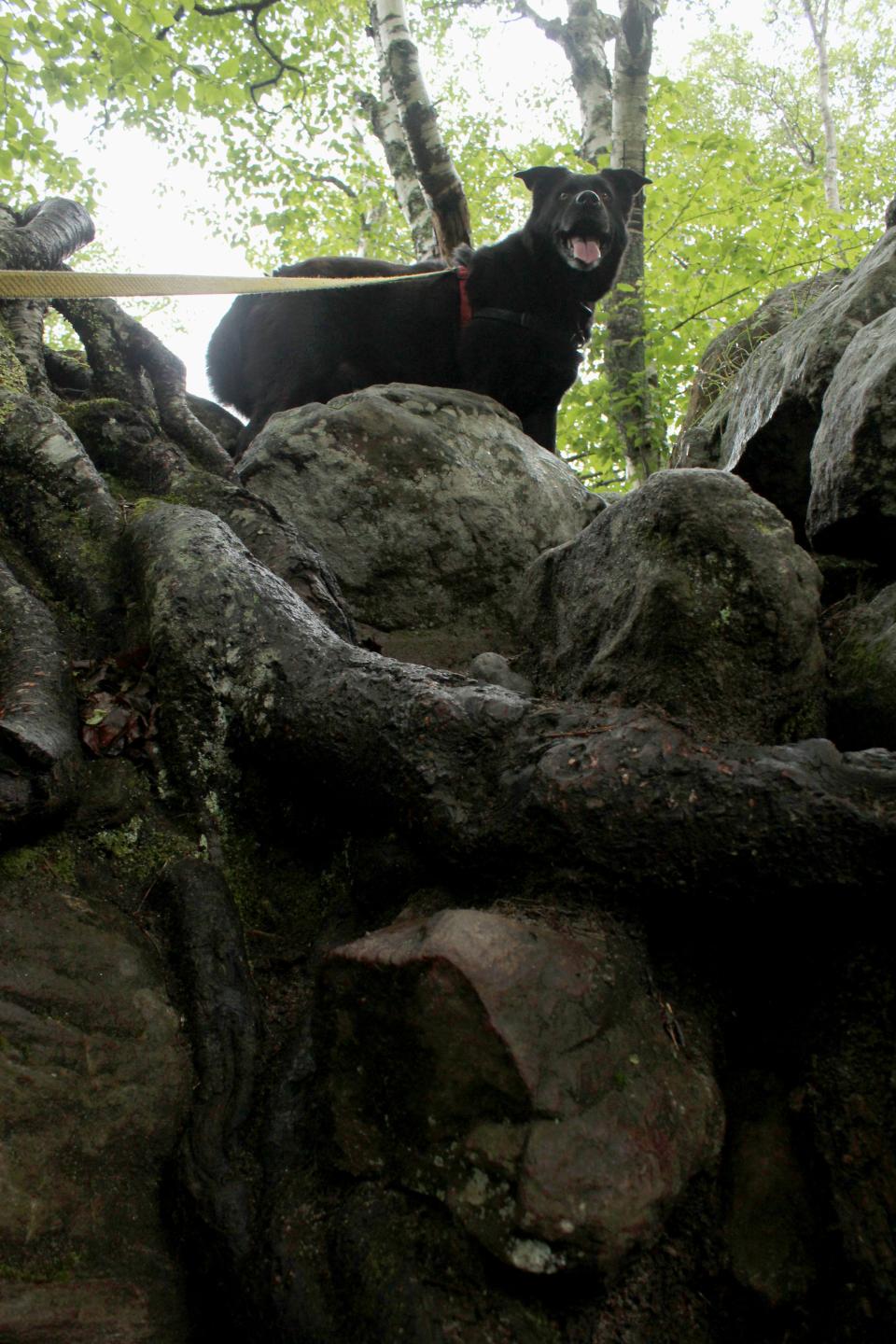 Belle stands proud atop a particularly steep scramble.