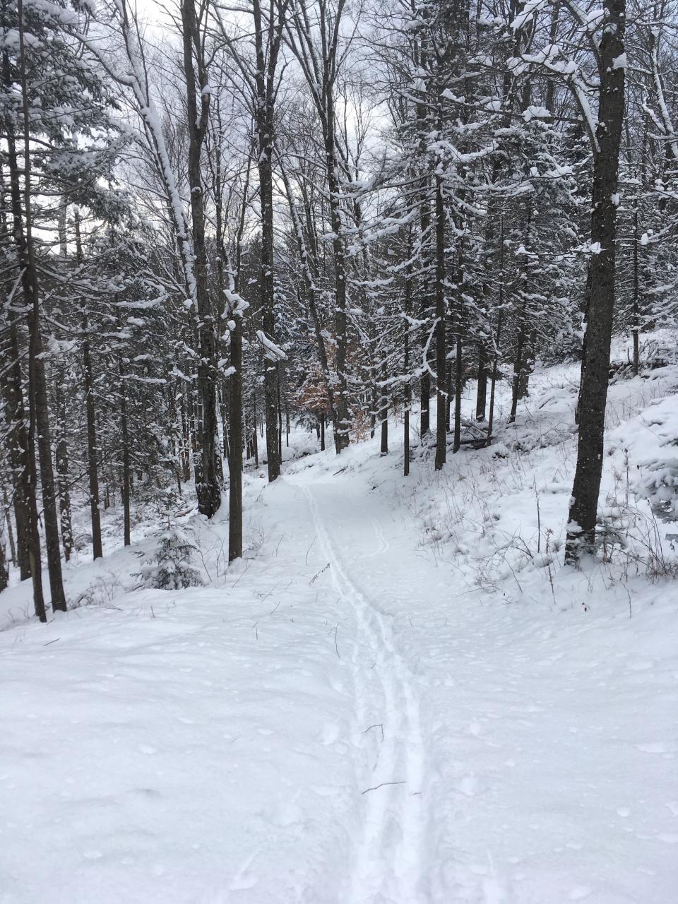 Tracks on ungroomed backcountry trail