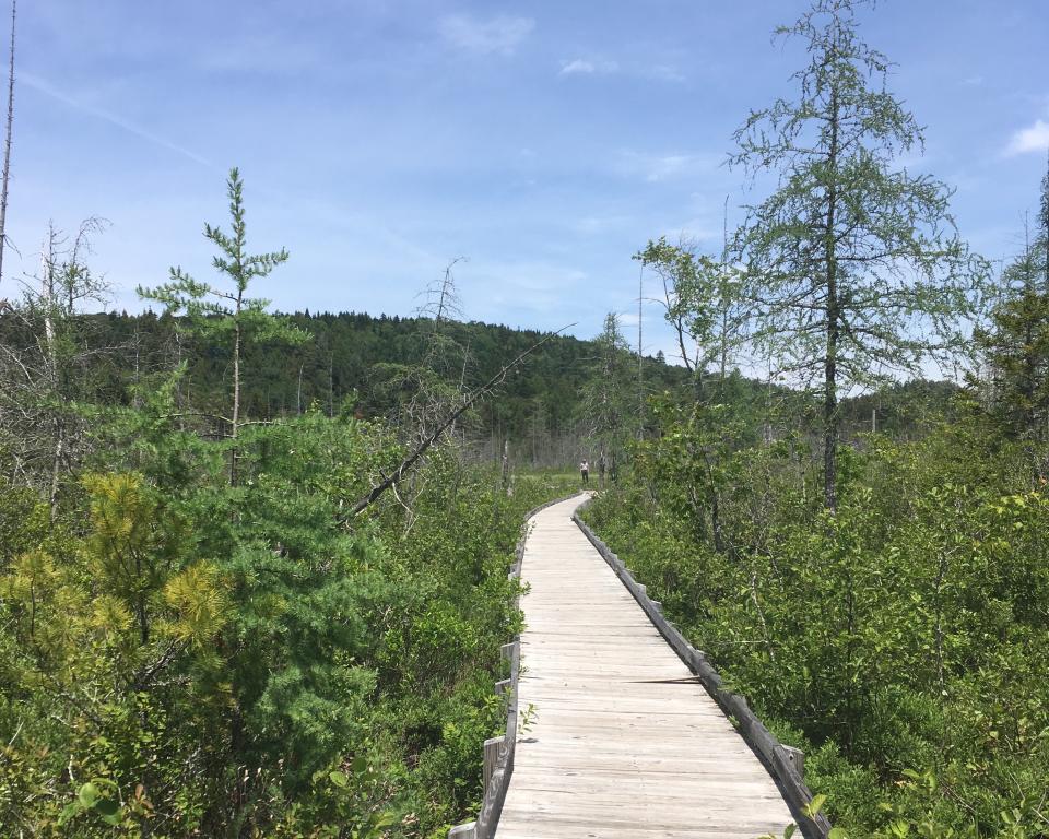 Canoe Carry boardwalk near Browns Tract Pond.