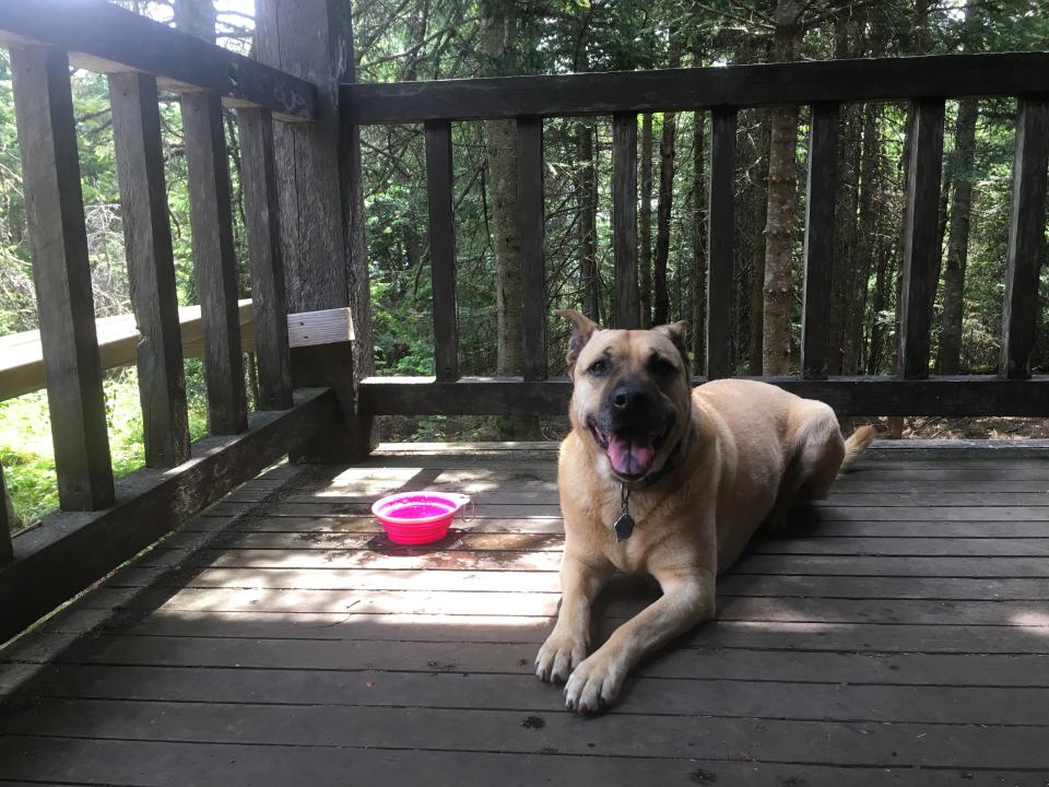 Peaka, cooling off on the porch of the ranger cabin.