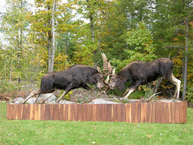 Great Adirondack Moose Festival