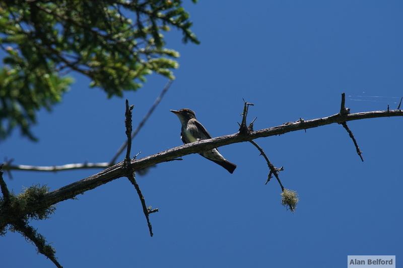 I always love finding Olive-sided Flycatchers.