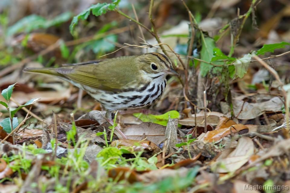 I heard an Ovenbird as we walked in along the tracks. Image courtesy of www.masterimages.org.