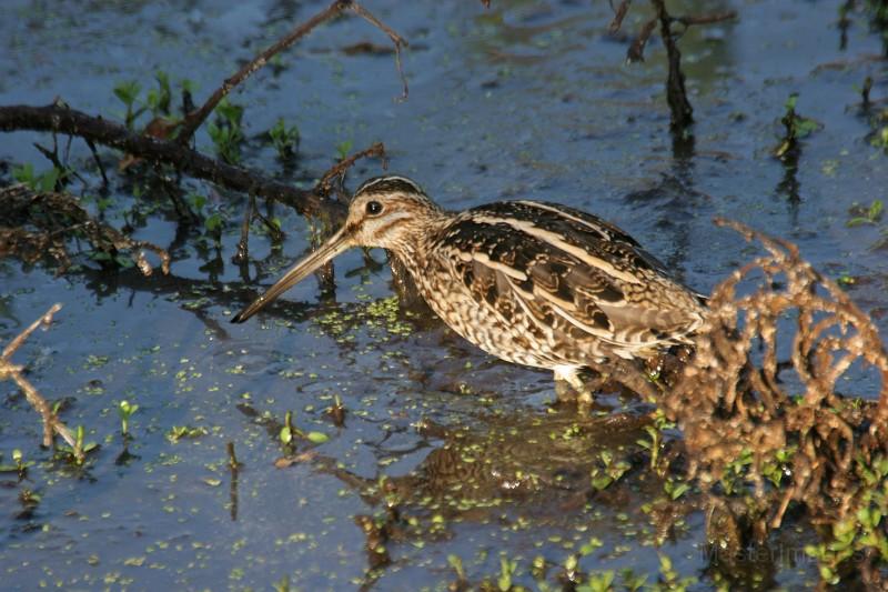 A Wilson's Snipe surprised us when it took to flight from the vegetation along the tracks. Image courtesy of www.masterimages.org.