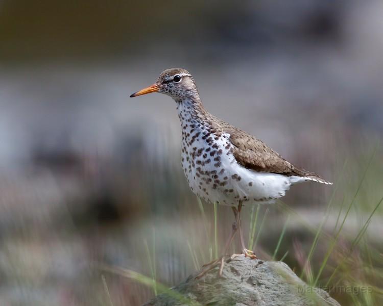 We found a Spotted Sandpiper shortly after starting toward Round Lake. Image courtesy of www.masterimages.org.