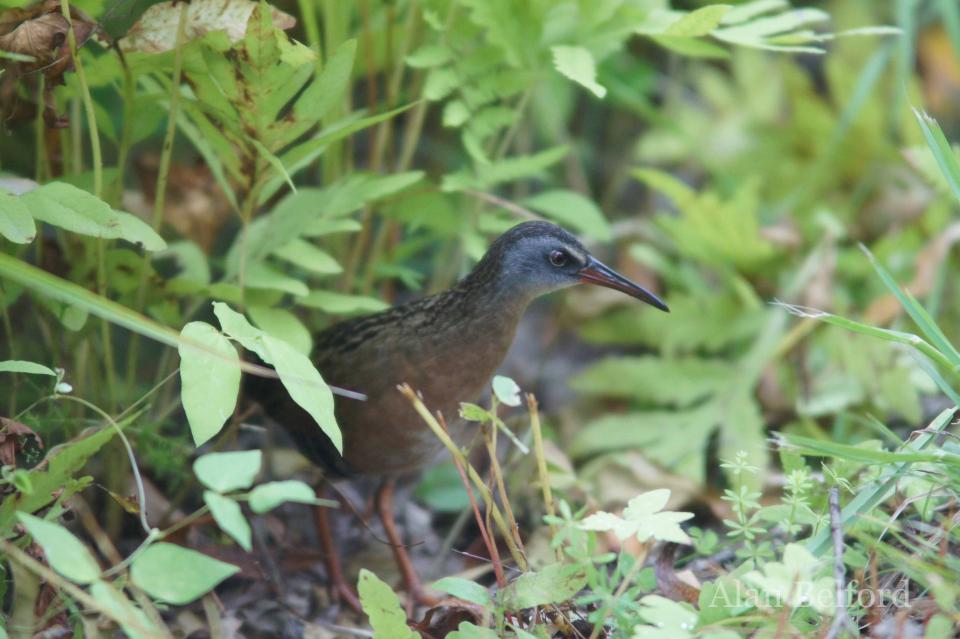 A Virginia Rail in the marsh as Shaw Pond was a nice find.
