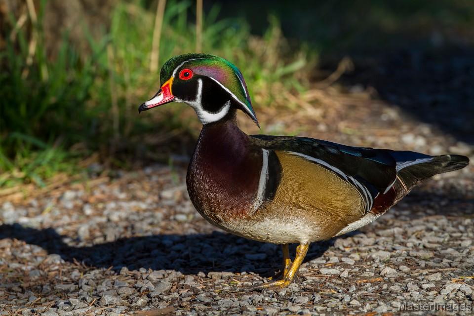 We found a couple Wood Ducks as we paddled and then a whole bunch more at Shaw Pond. Image courtesy of www.masterimages.org.