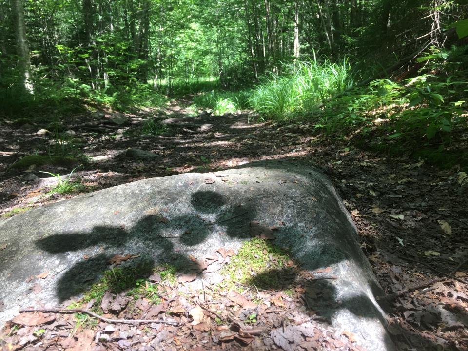 Leaf shadows along the trail