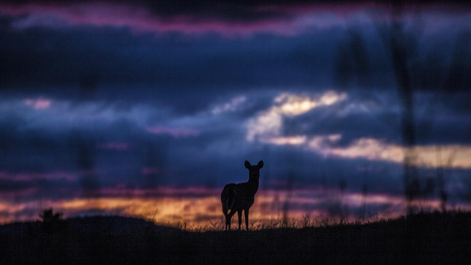 Silhouette of a deer at sunset