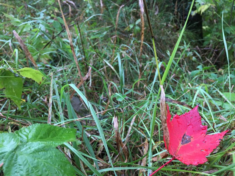Raindrops on raspberries and a maple leaf