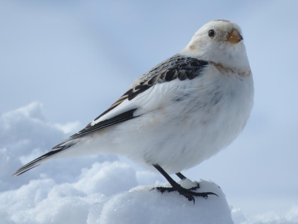 Snow Bunting. Photo by Joan Collins