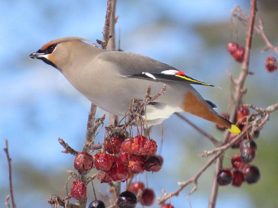 Bohemian Waxwing. Photo by Joan Collins