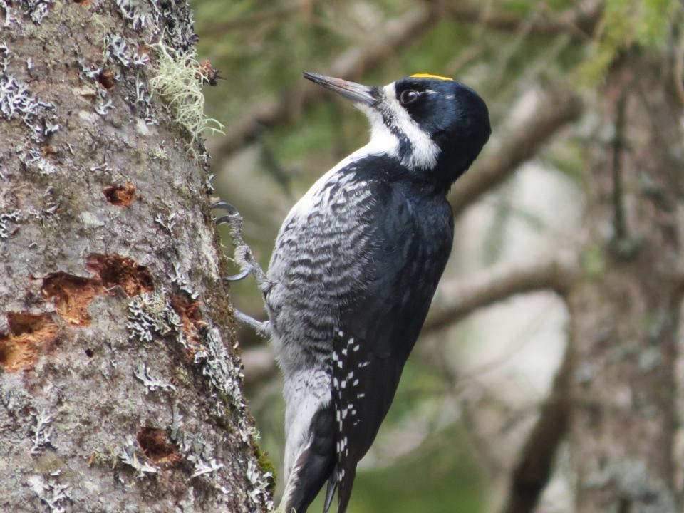 Male Black-backed Woodpecker. Photo by Joan Collins