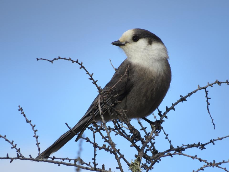 Canada Jay. Photo by Joan Collins