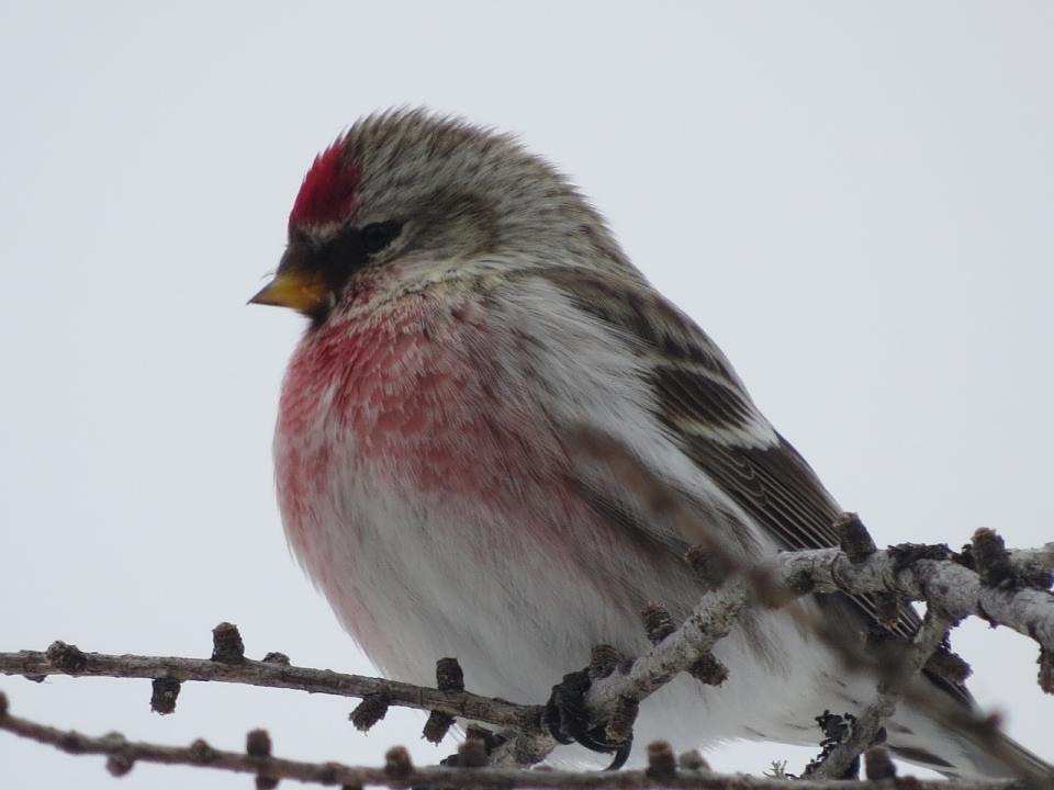 Male Common Redpoll. Photo by Joan Collins