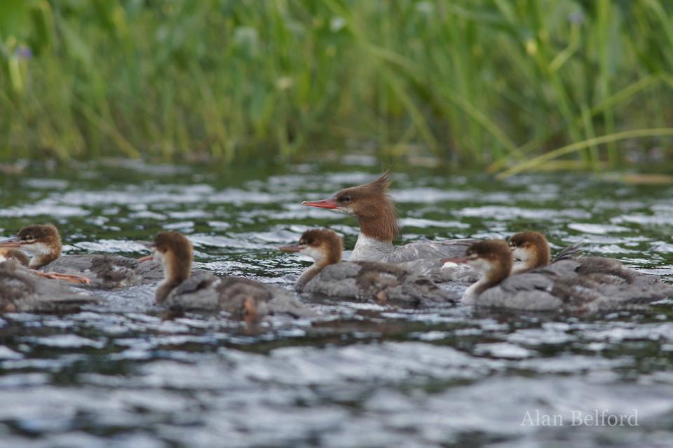 Wren and I found this family of Common Mergansers when we were paddling South Inlet.