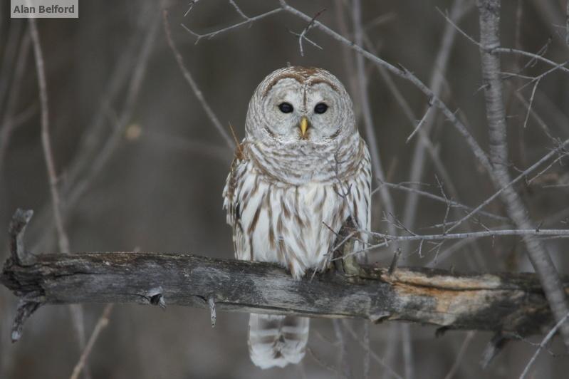 Camping brings with it the benefits of listening to a variety of animals - such as Barred Owls.
