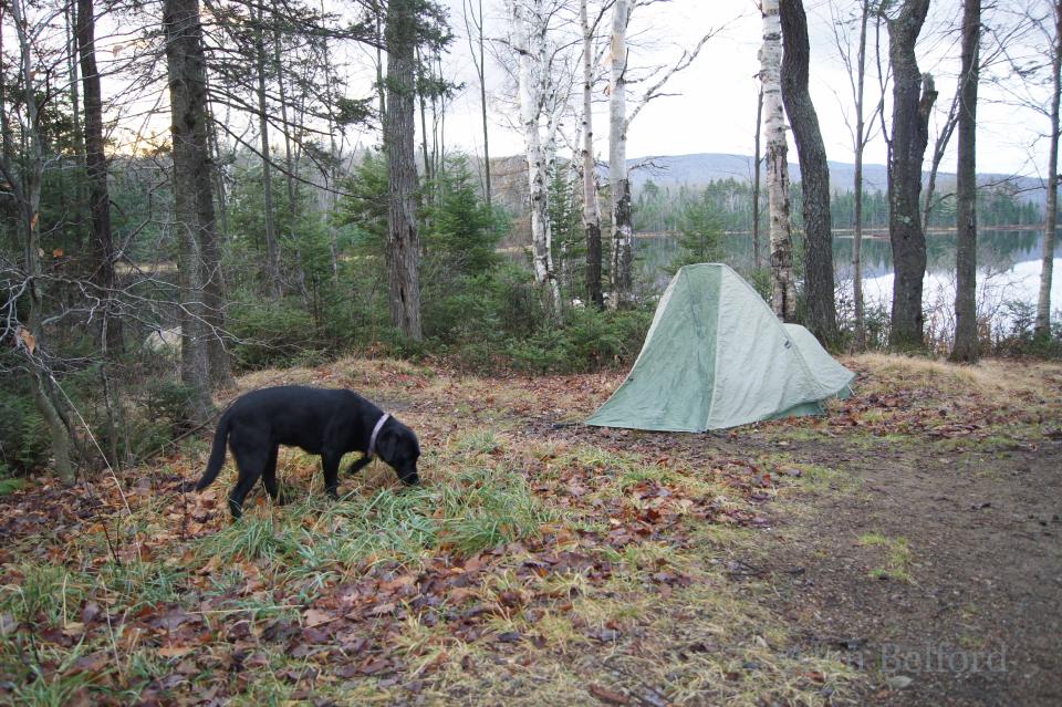 Wren inspects our campsite along Cedar River Flow on one of our trips there.