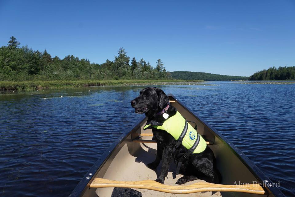 Wren watches the scenery after a swim as we paddle the channel back from Round Lake.