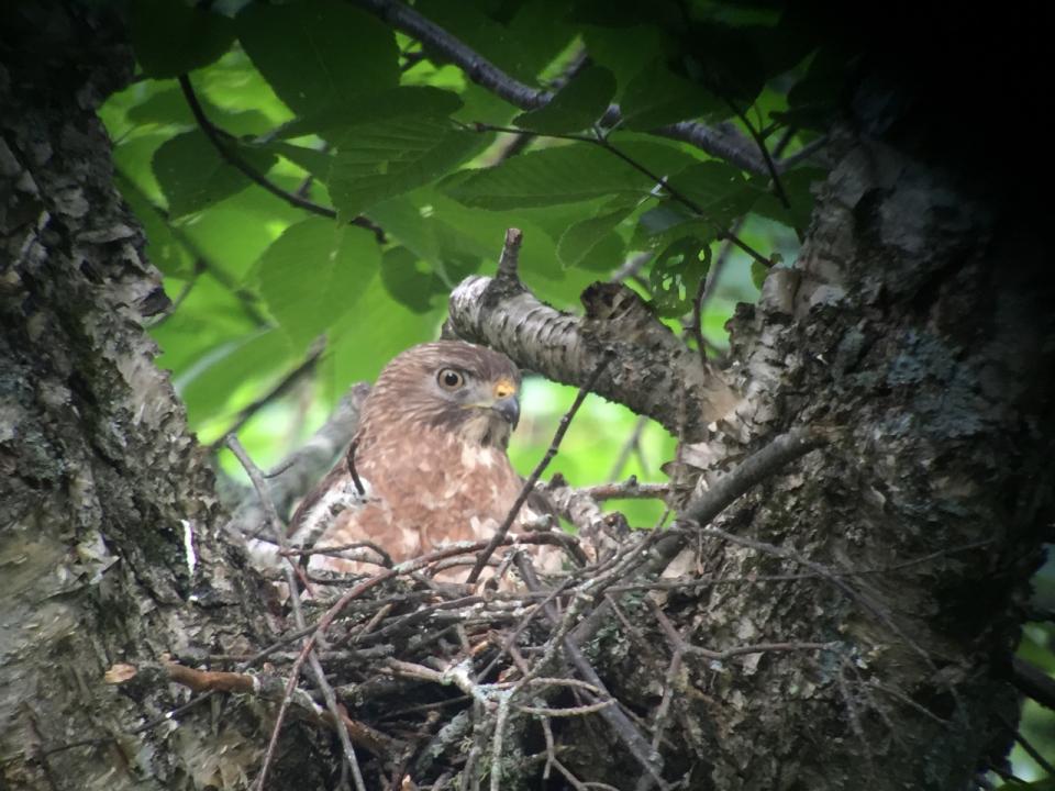 Broad-winged Hawk in its nest. Photo by Joan Collins