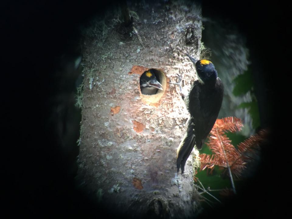 Male Black-backed Woodpecker feeding young. Photo by Joan Collins
