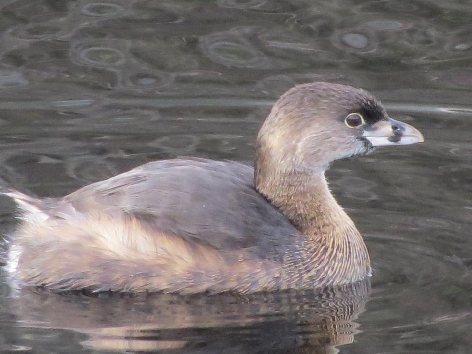 Pied-billed Grebe on Long Lake.  Photo by Joan Collins