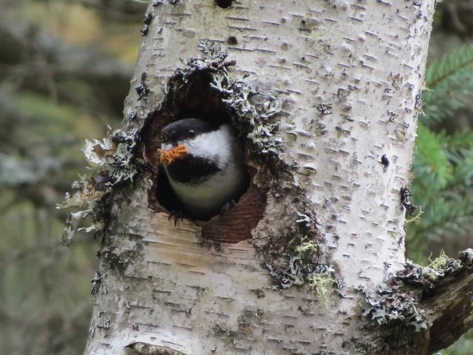 Black-capped Chickadee excavating a nest cavity. Photo by Joan Collins