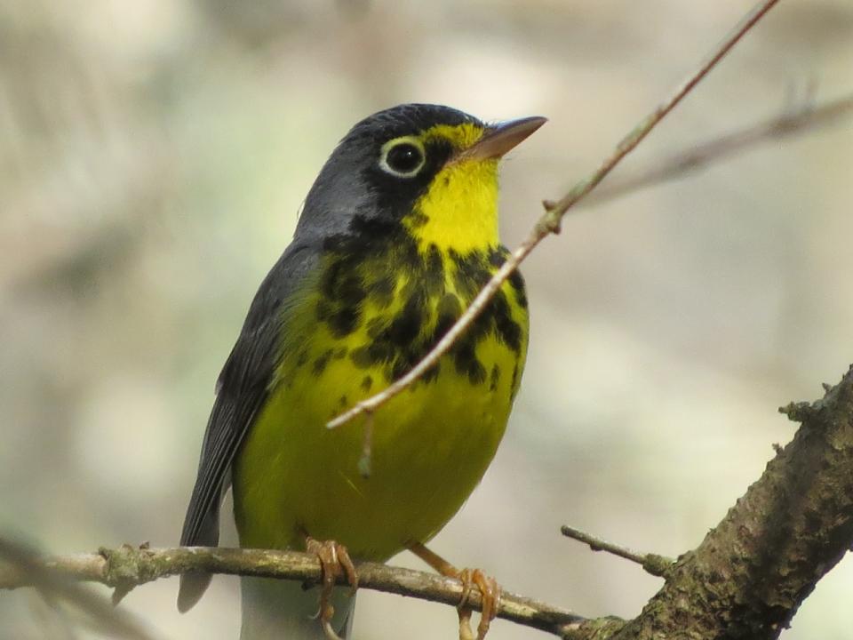 Canada Warbler. Photo by Joan Collins