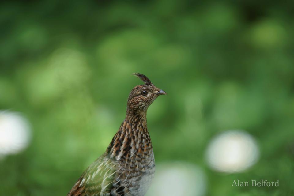 Finding a family of Ruffed Grouse was one of the highlights of the day.