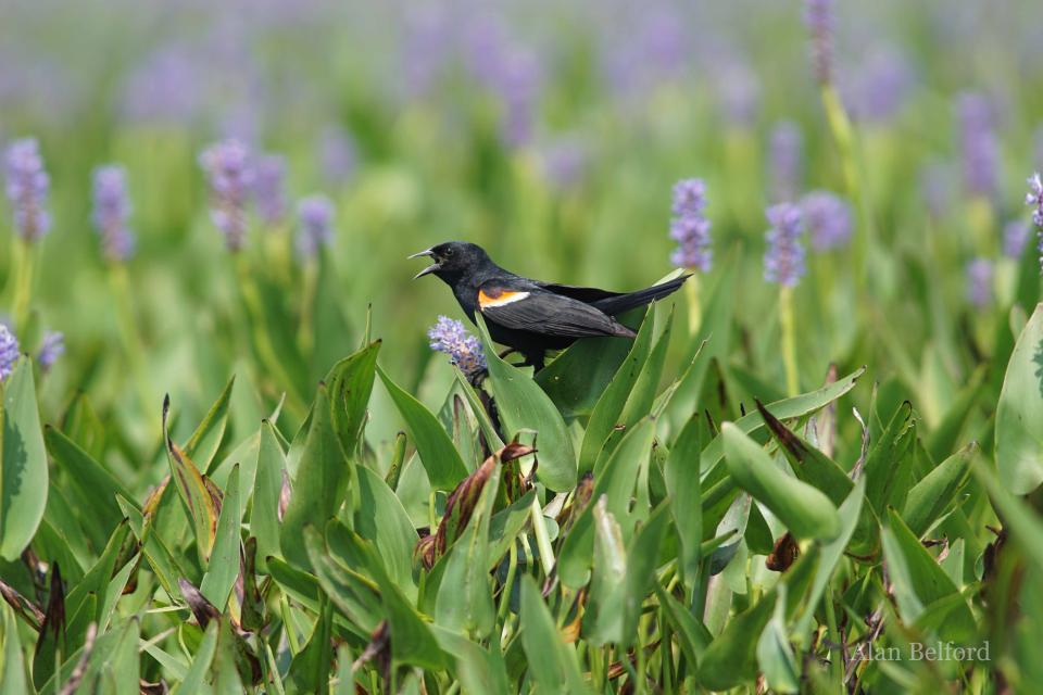 Red-winged Blackbirds sang from the marshy and weedy edges of the Bog River.