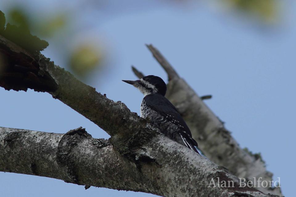 Black-backed Woodpeckers can be found in boreal habitats along the inlet.