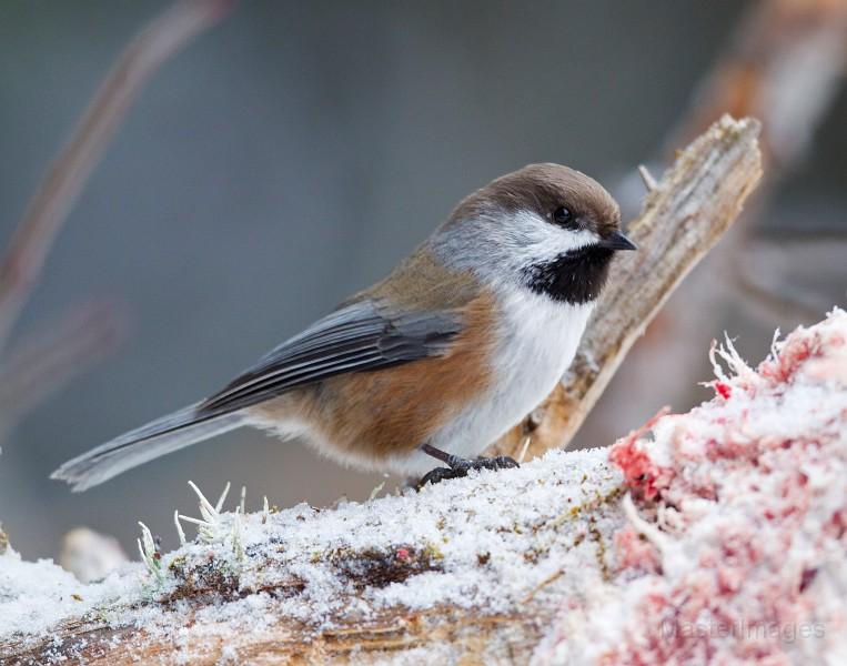 Boreal Chickadees are one of the boreal species which can be found at Ferd's Bog. Image courtesy of www.masterimages.org.