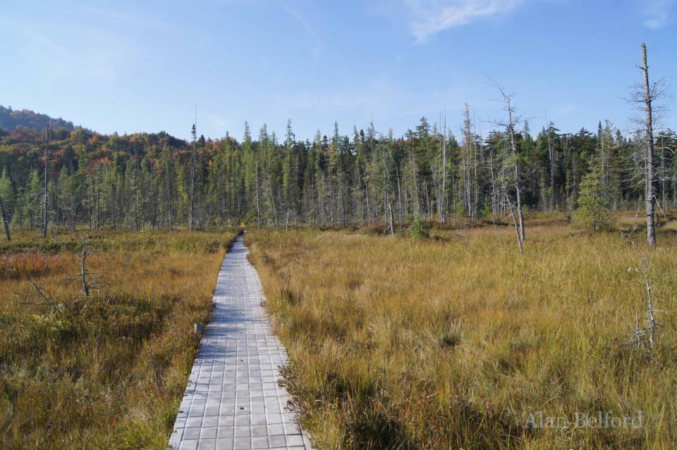 The short boardwalk leads out into the picturesque bog.