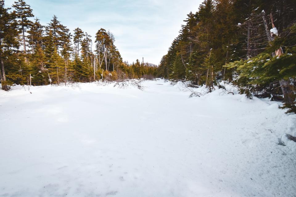 A frozen stream in the wilderness with pine trees on the banks.