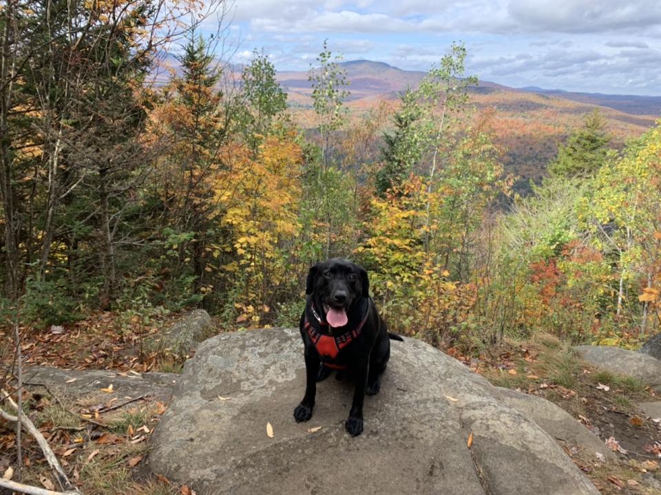 Ruger enjoys the summit lookout.