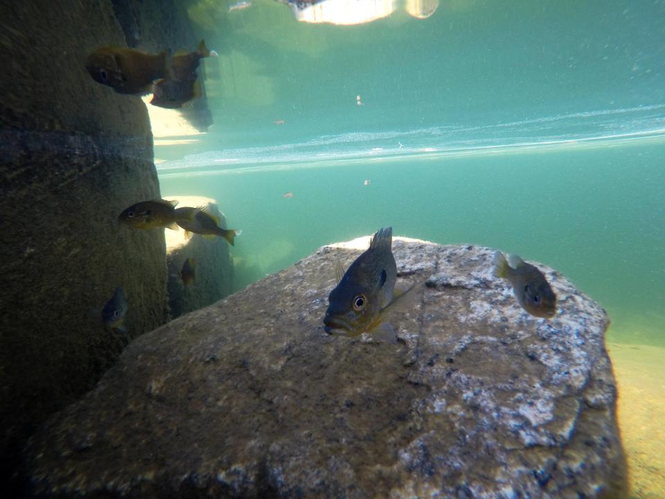 An underwater view of some warm water fish that may have replaced brook trout in some Adirondack lakes and ponds.