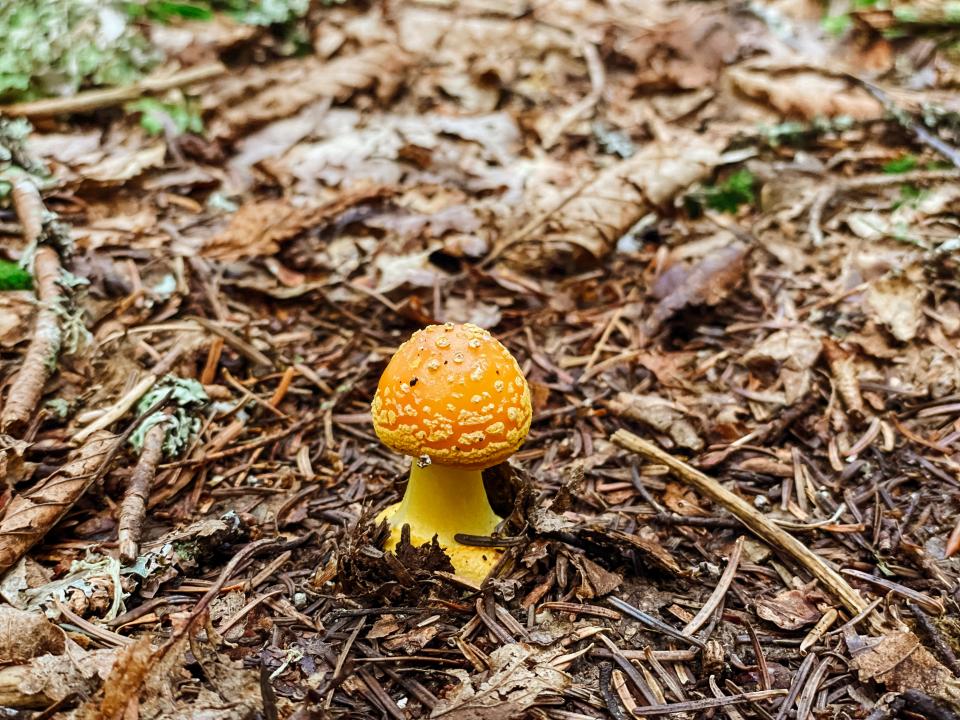 A colorful, yellow mushroom on the brown forest floor.