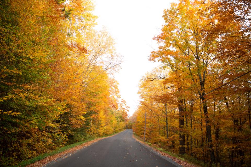 Vibrant yellow and orange leaves on trees lining a back road.
