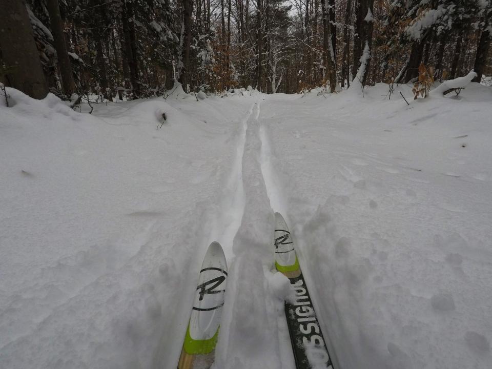 A pair of cross-country ski and tracks in powder snow in a winter forest.