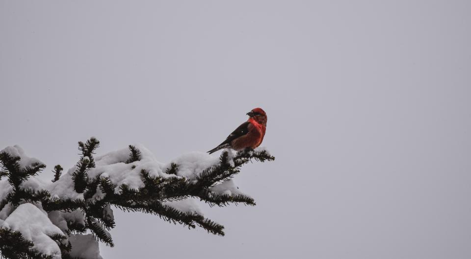A red bird with a crisscrossed bill on a snowy pine branch.
