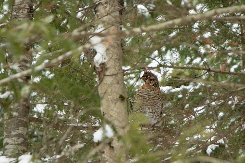 A brown chicken-like bird in conifer trees and snow.