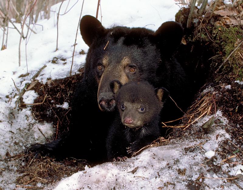A female black bear and cub peek from an underground den on a snowy day.