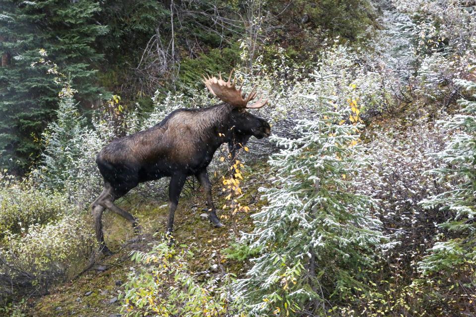 A moose walks through a forest with a light dusting of snow.