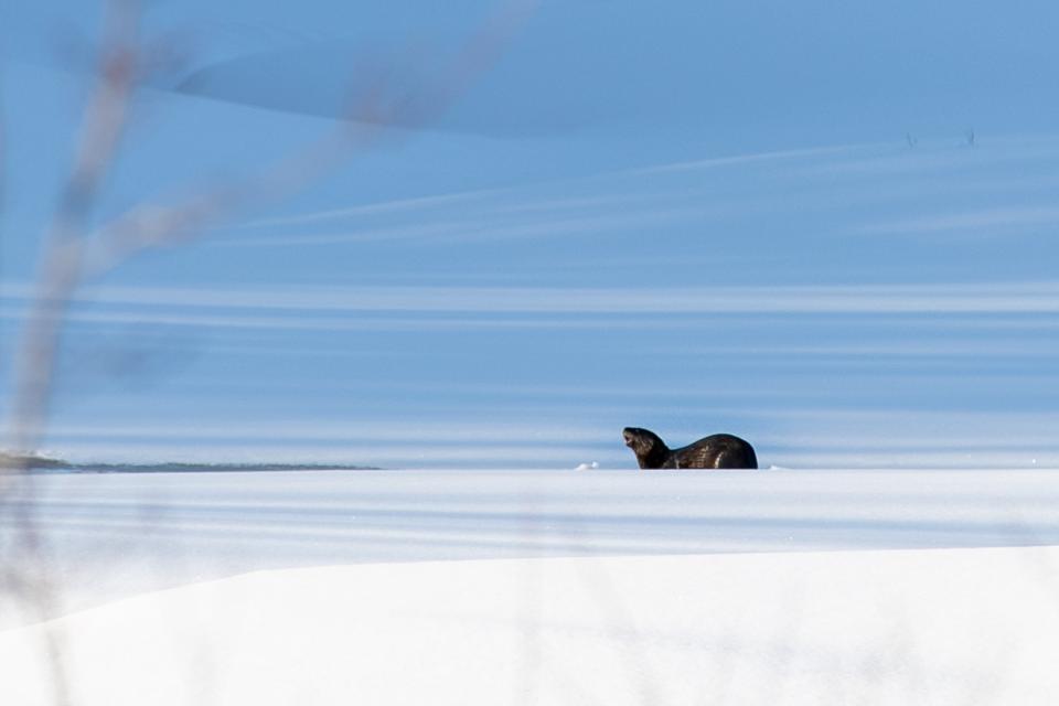 A river otter on a partially frozen river