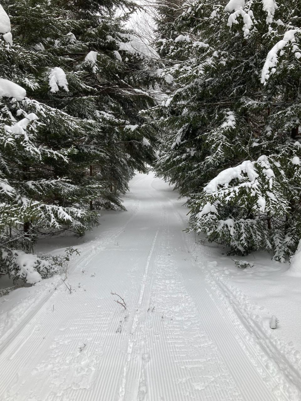 A snow covered cross-country ski trail with snow on the pines